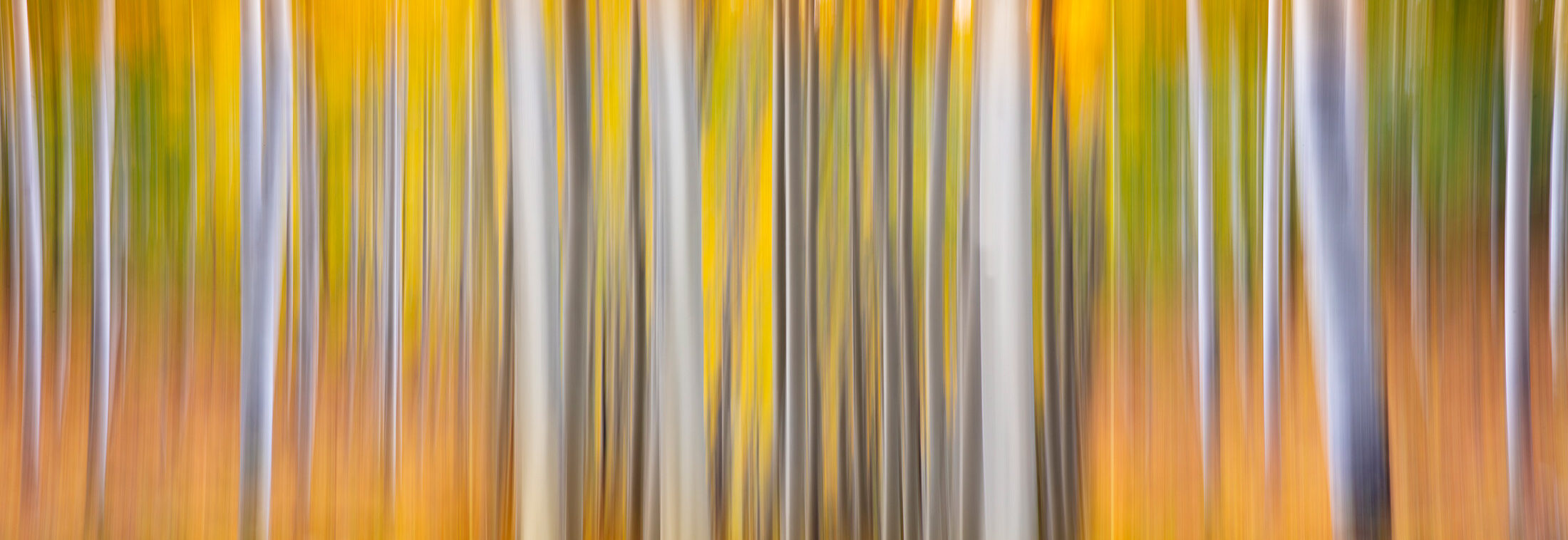 Aspen trunks rendered as vertical streaks of gold and white by a deliberate motion blur