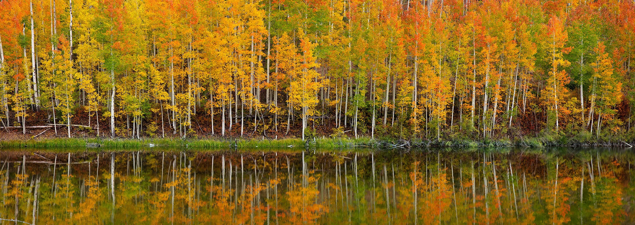 An aspen grove in full colour mirrored in the still water of a pond