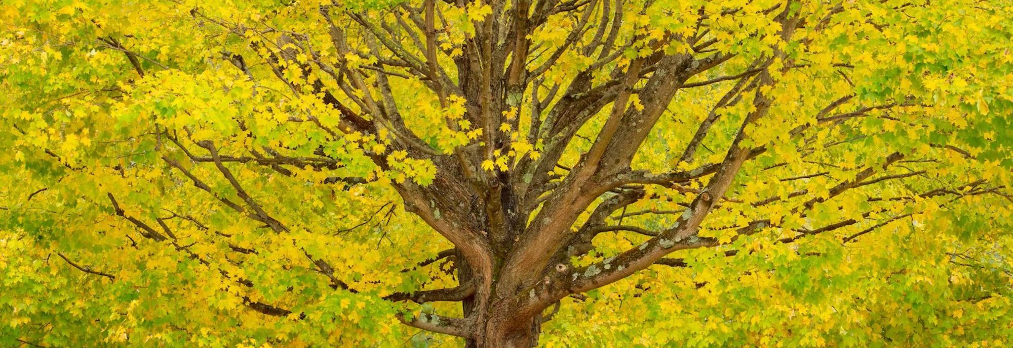A broad maple filling the frame, its branches bare against a canopy of yellow and green leaves